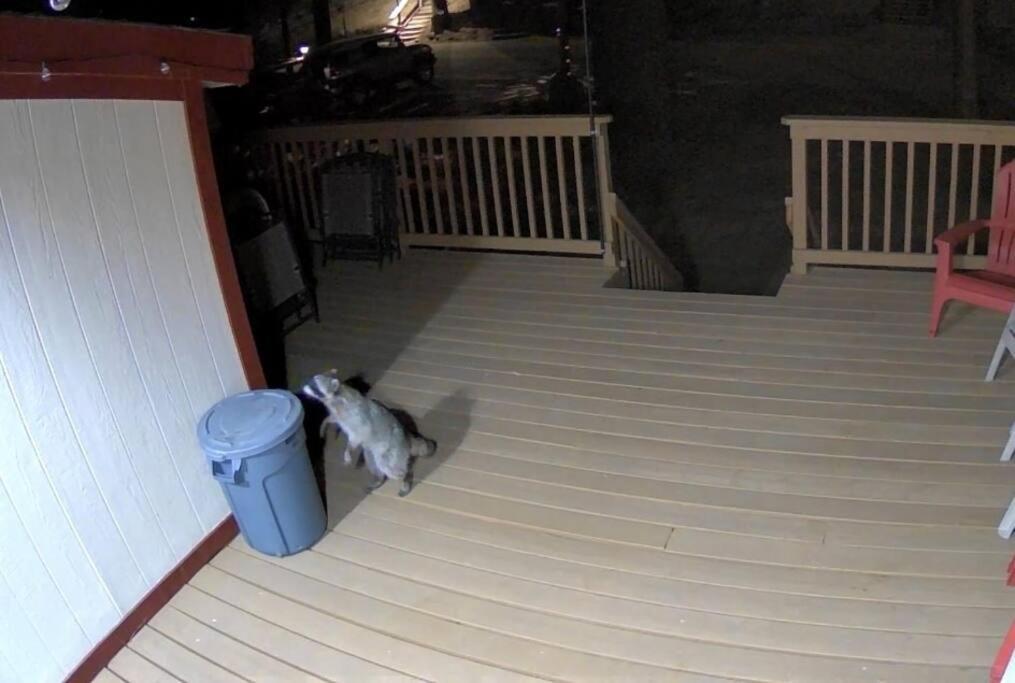 Snow Bunny Cottage, Pets Welcomed! Green Valley Lake Esterno foto
